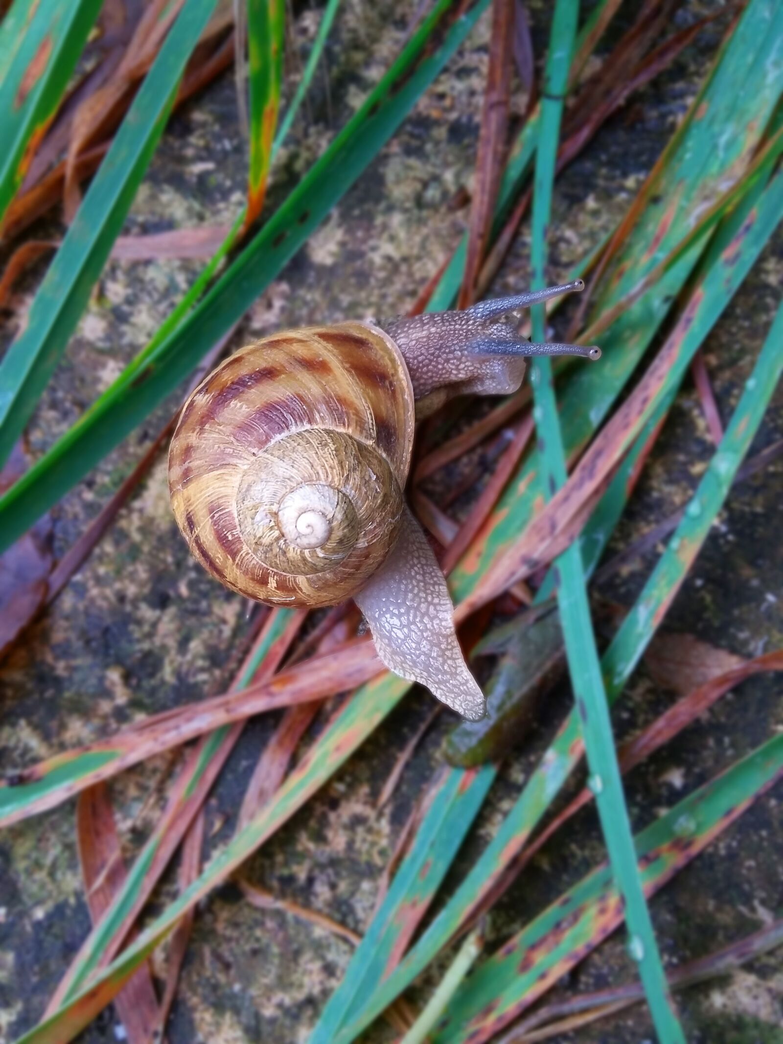 Samsung Galaxy E5 sample photo. Snails, grass, landscape photography