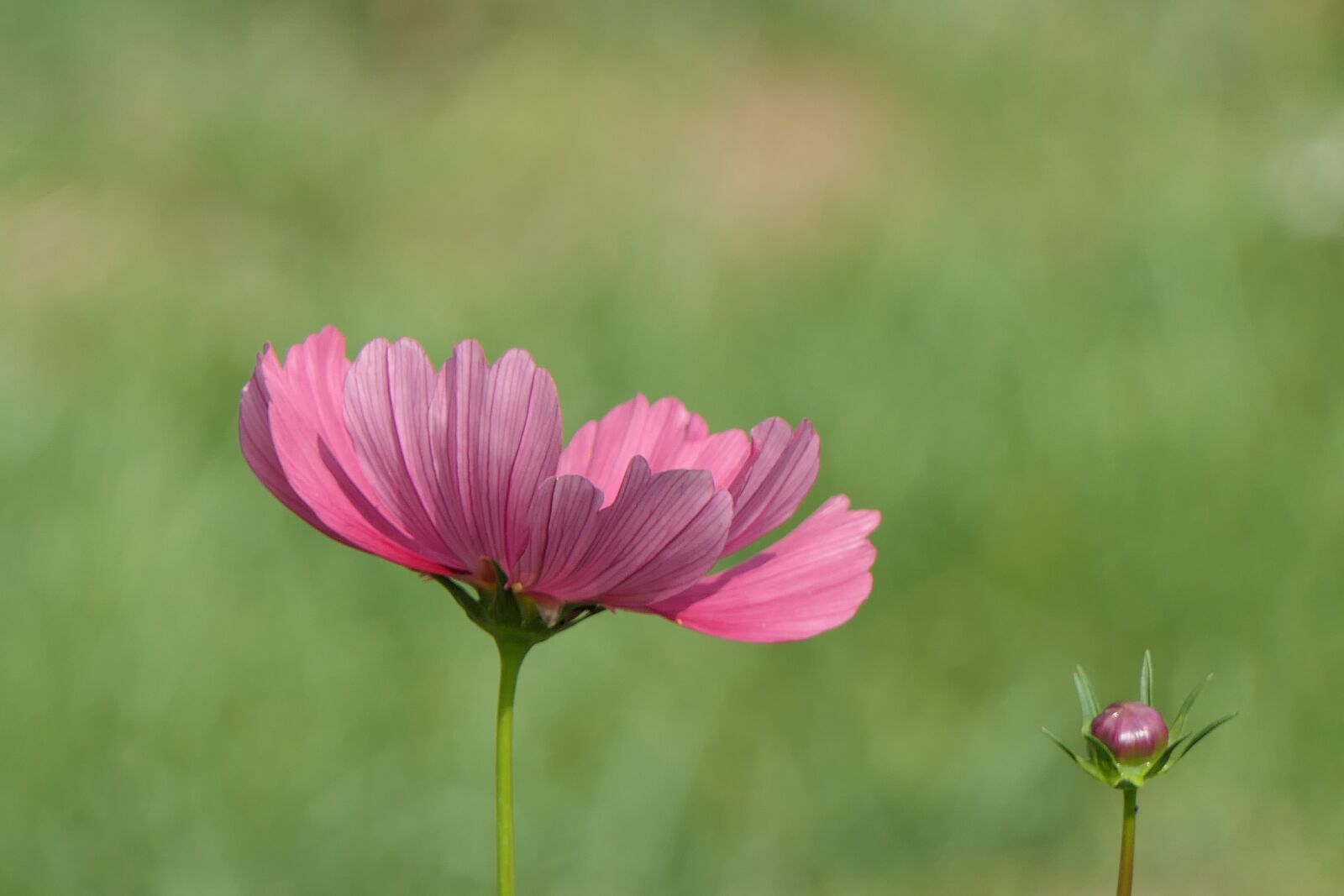 Panasonic Lumix DMC-FZ2500 (Lumix DMC-FZ2000) sample photo. Flower, pink flower, nature photography