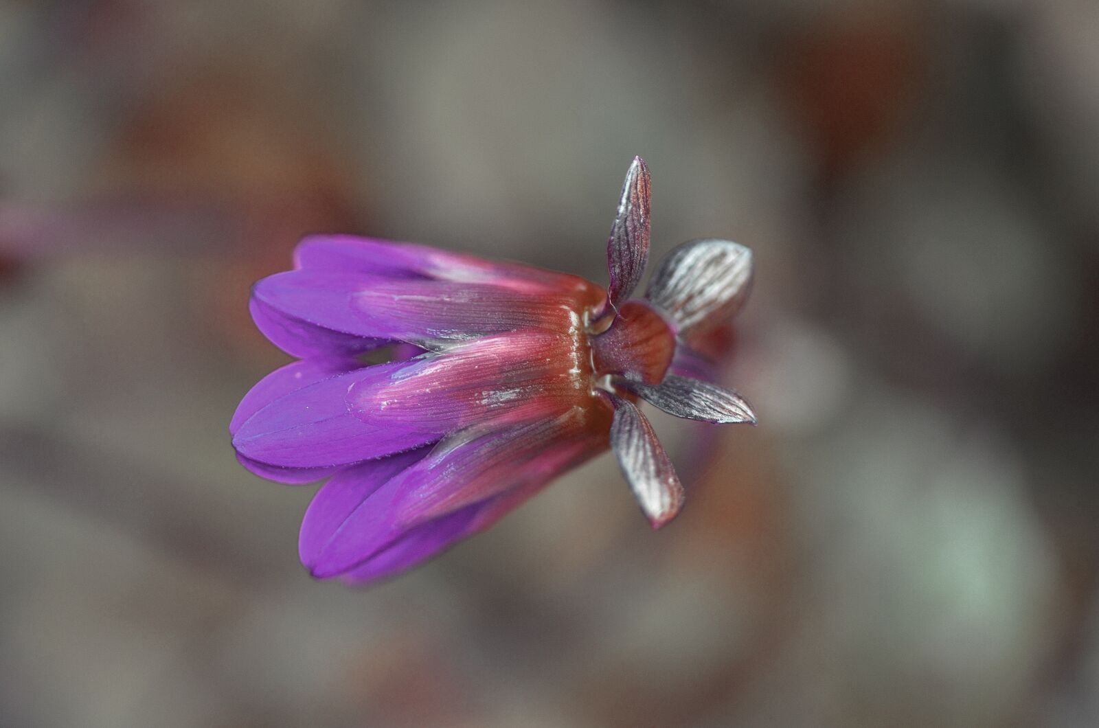 Nikon D7000 sample photo. Flower, natur, spring photography