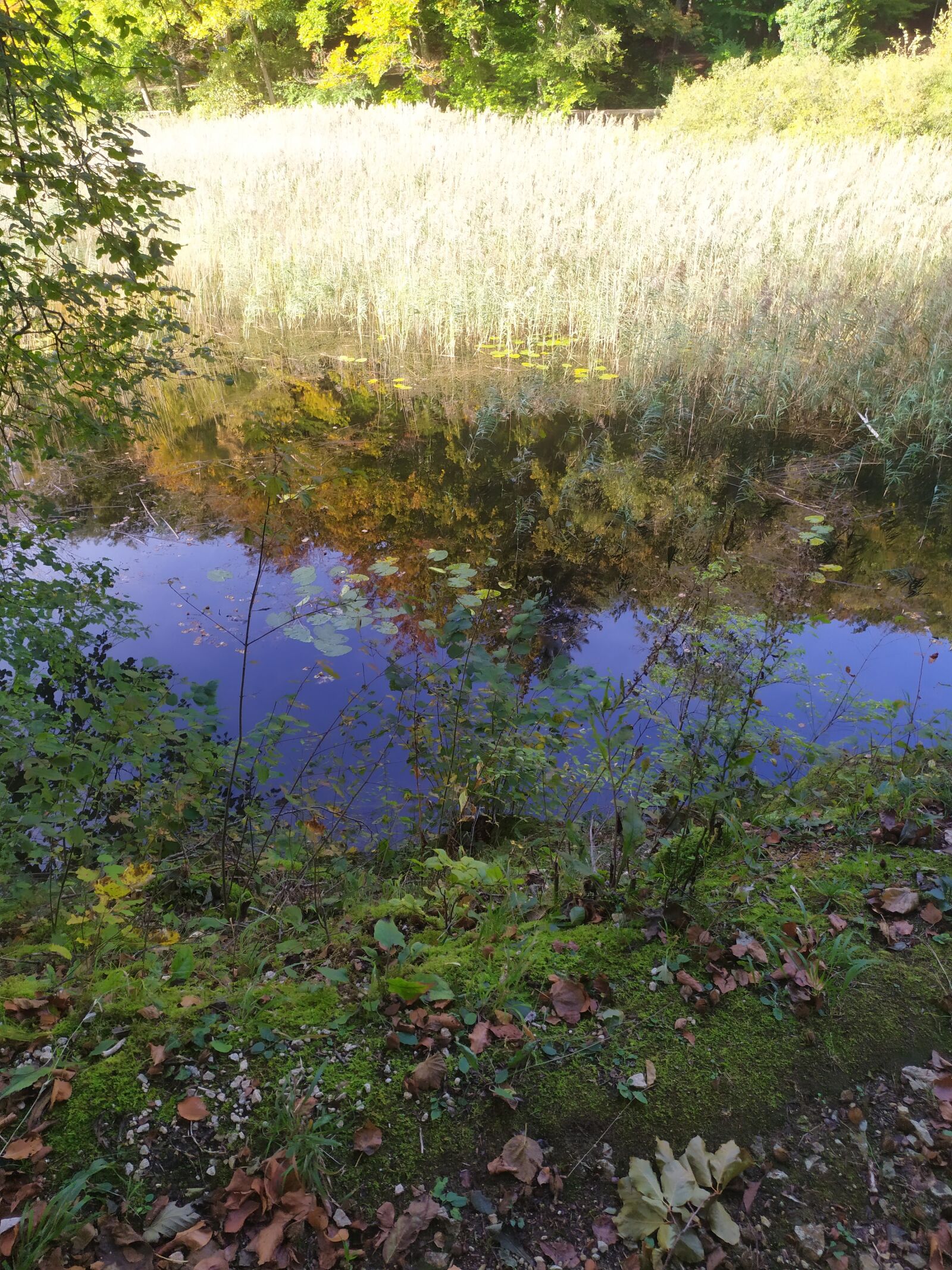 Xiaomi Redmi Note 7 sample photo. Autumn, nature, walk photography
