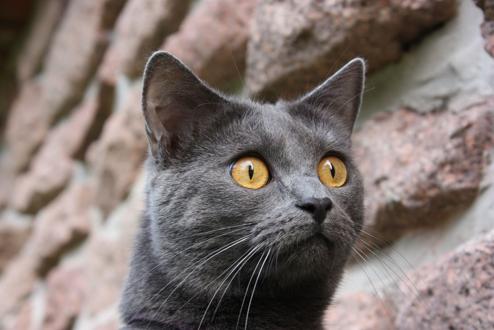 Canon EOS 450D (EOS Rebel XSi / EOS Kiss X2) sample photo. Chartreux, cat, animals photography