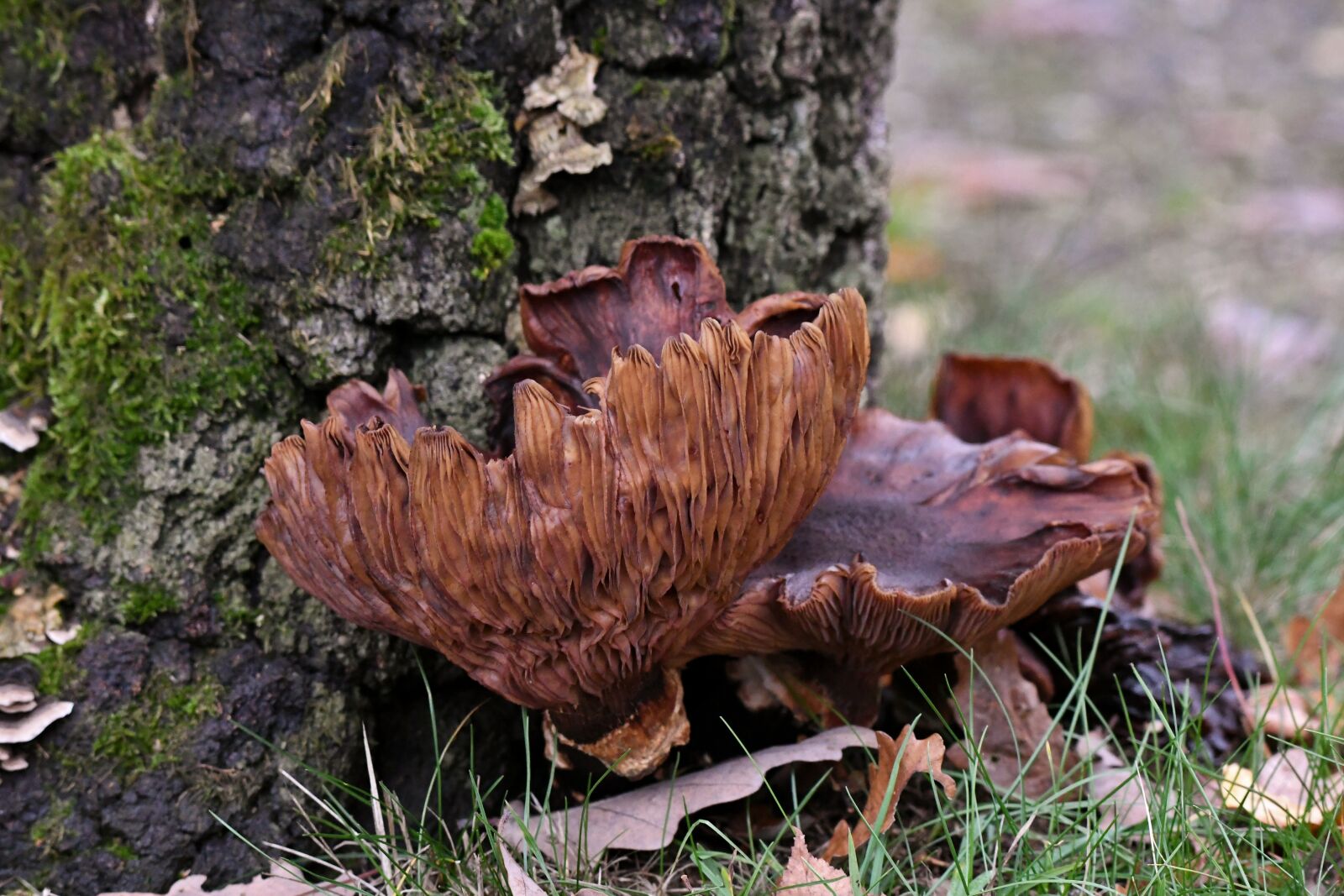 Nikon D500 sample photo. Mushroom, tracks, autumn photography