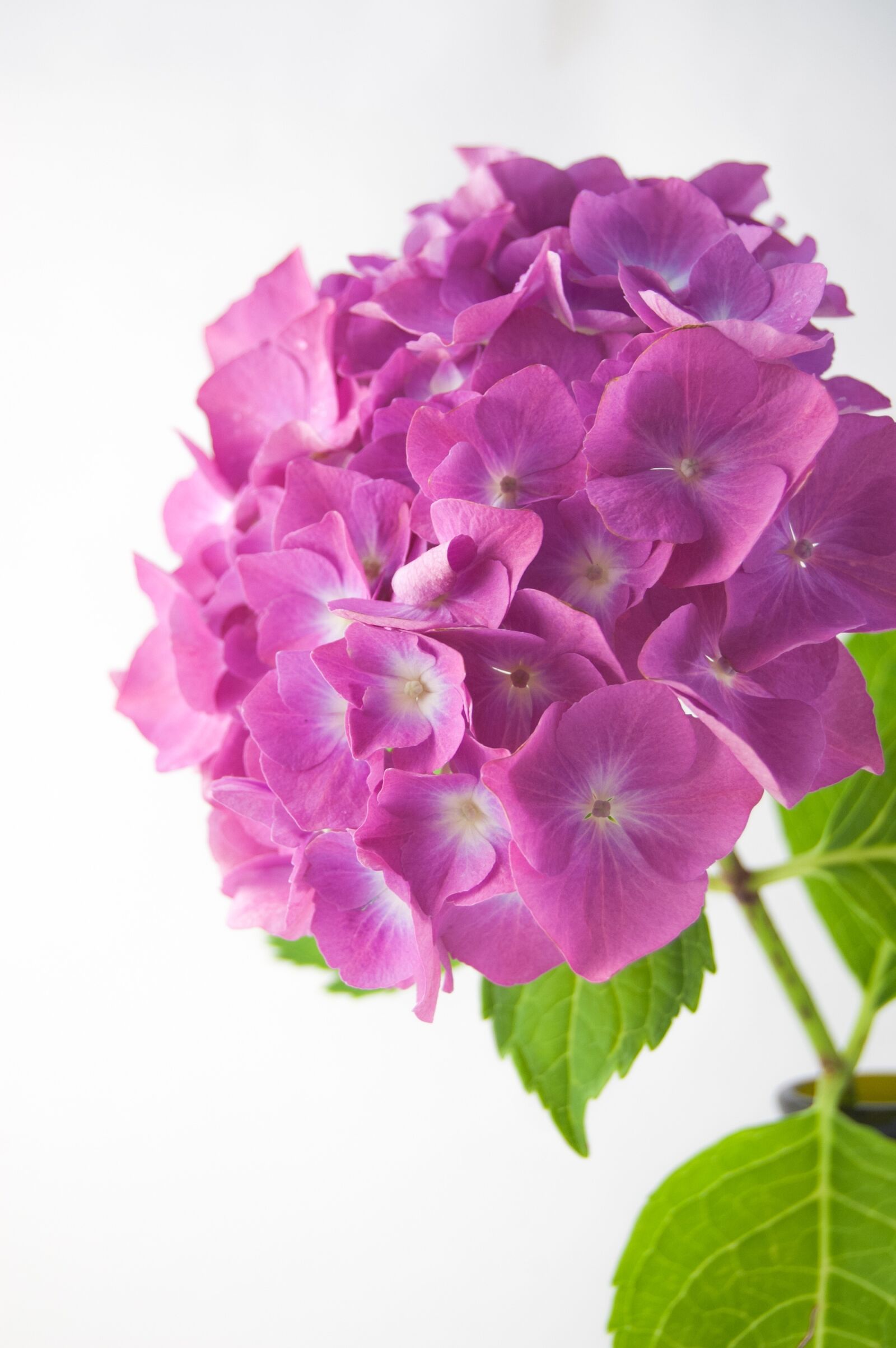 Nikon D40 sample photo. Flower, hydrangea, vase photography