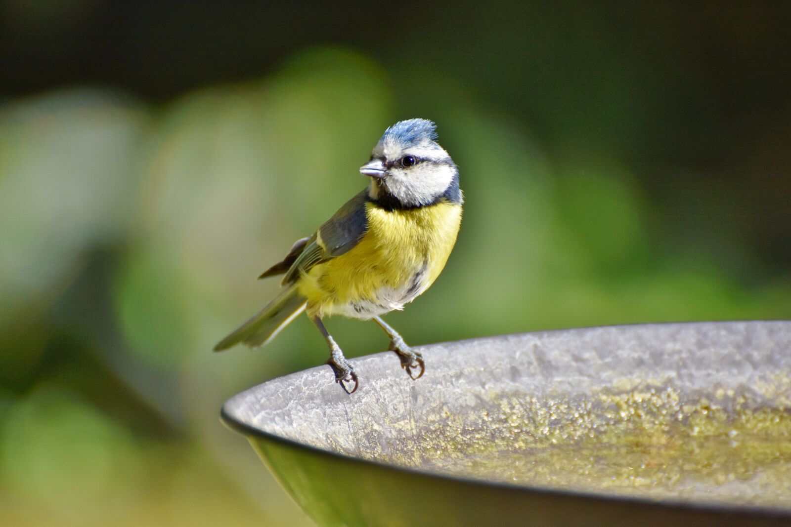 Nikon D7200 sample photo. Blue tit, tit, songbird photography