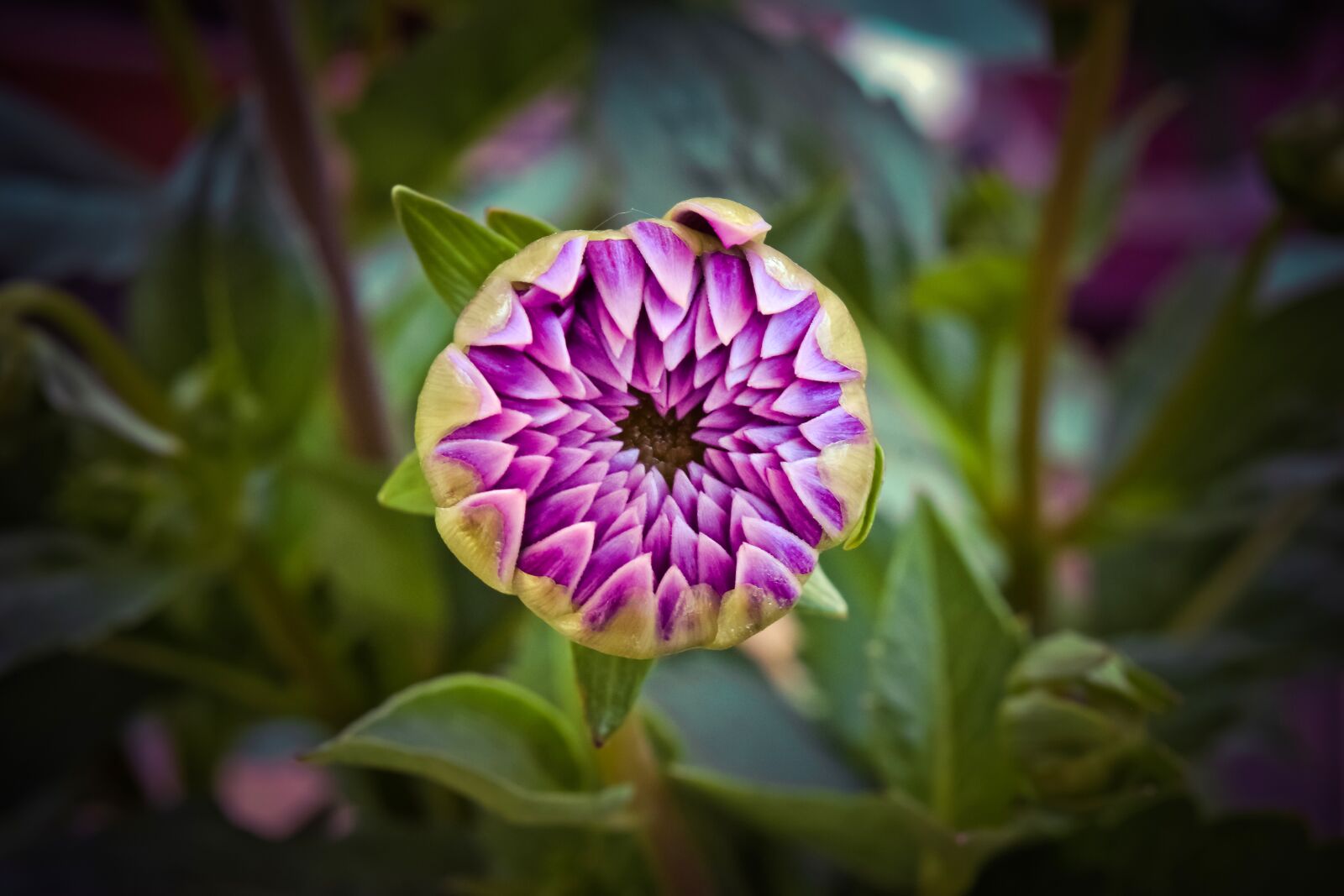 Nikon D3300 sample photo. Flowers, dahlia, blossom photography