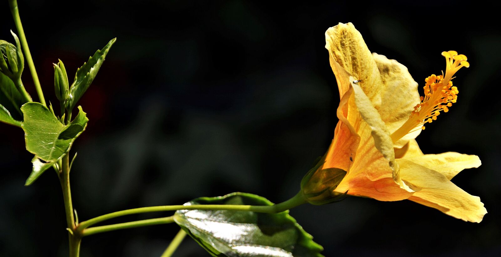 Nikon D5100 sample photo. Flower, blossom, yellow photography