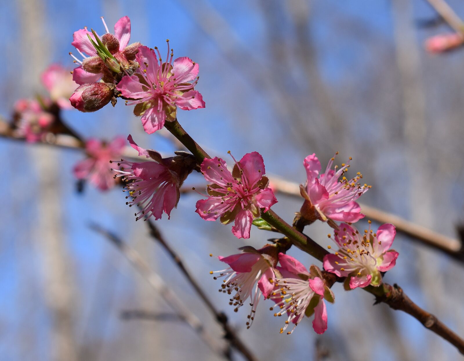 Nikon D3300 sample photo. Peach blossoms, peach tree photography