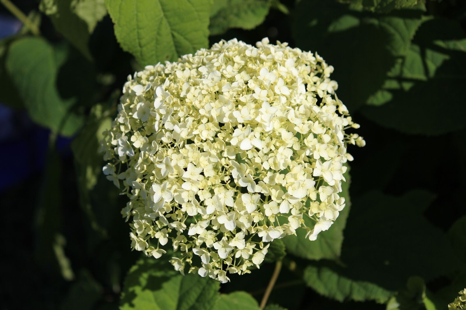 Canon EOS 600D (Rebel EOS T3i / EOS Kiss X5) sample photo. Flower, nature, bloom photography