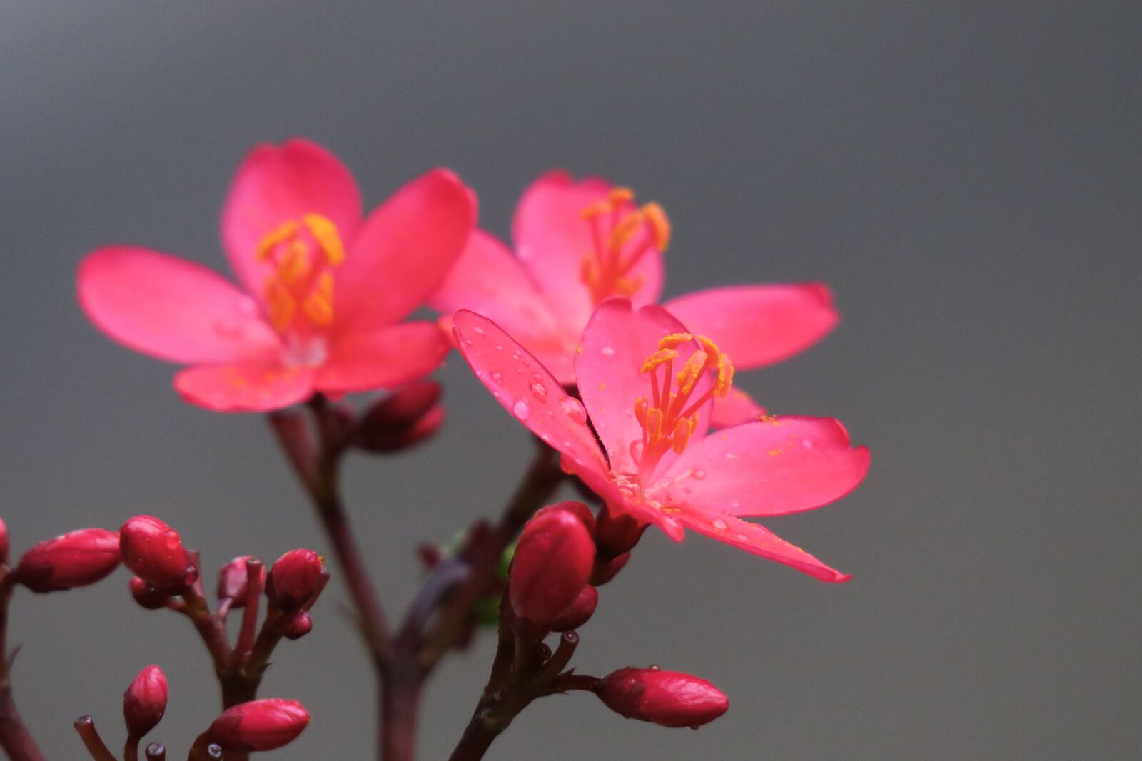 Canon PowerShot G3 X sample photo. Nature, plant, flower photography