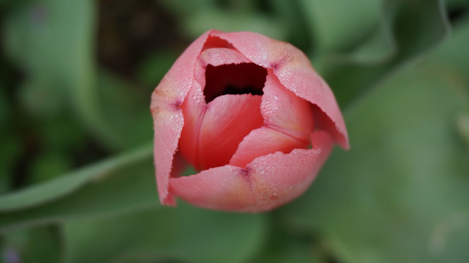 Sony a6000 sample photo. Tulips, flowers, spring photography