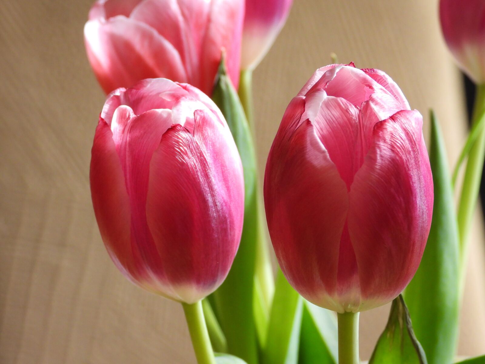 Nikon Coolpix P1000 sample photo. Tulips, flowers, spring photography