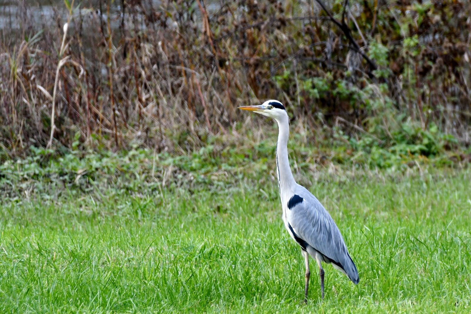 Nikon D500 sample photo. Blue heron, bird, heron photography