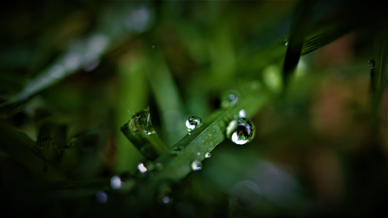 Sony a6000 sample photo. Rain, weather, grass photography