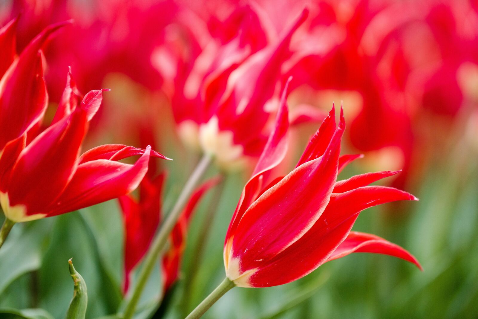 Samsung NX300 sample photo. Flower, tulip, spring photography