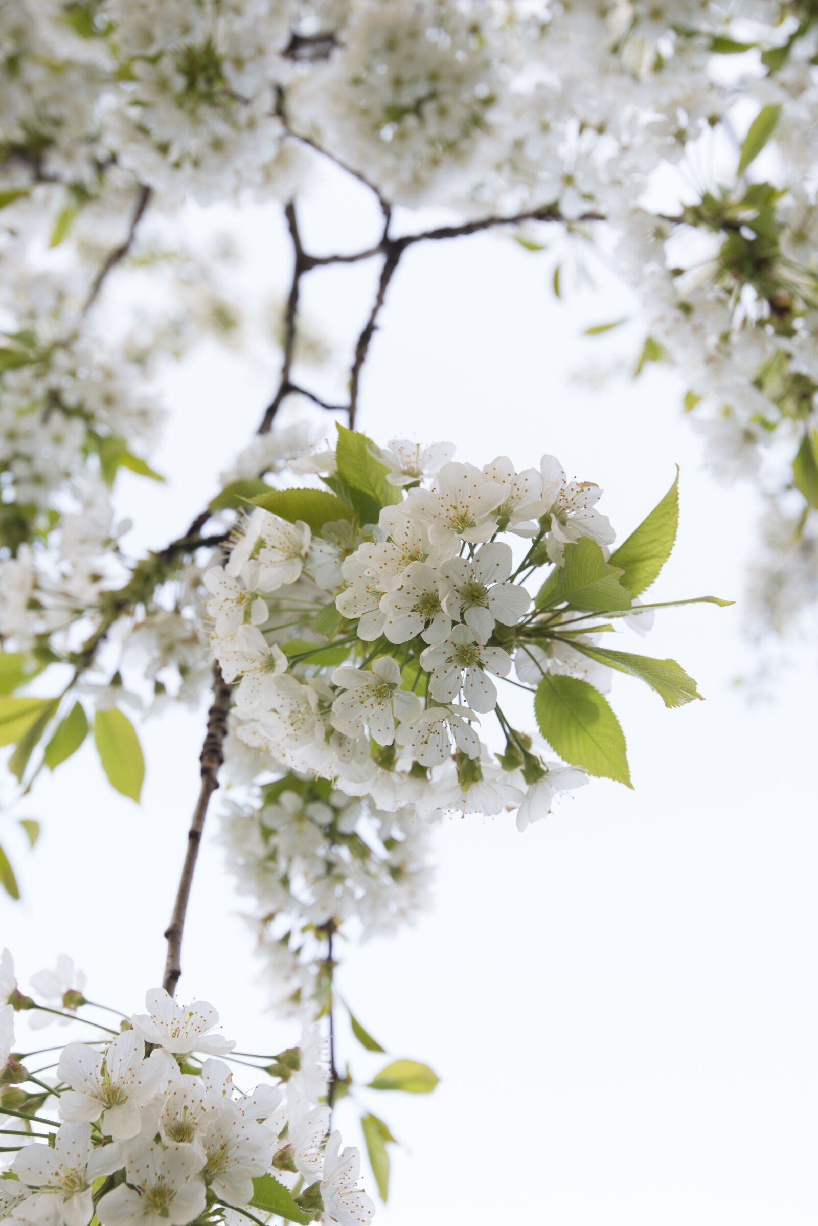 Nikon D750 sample photo. Cherry blossom, cherries, cherry photography