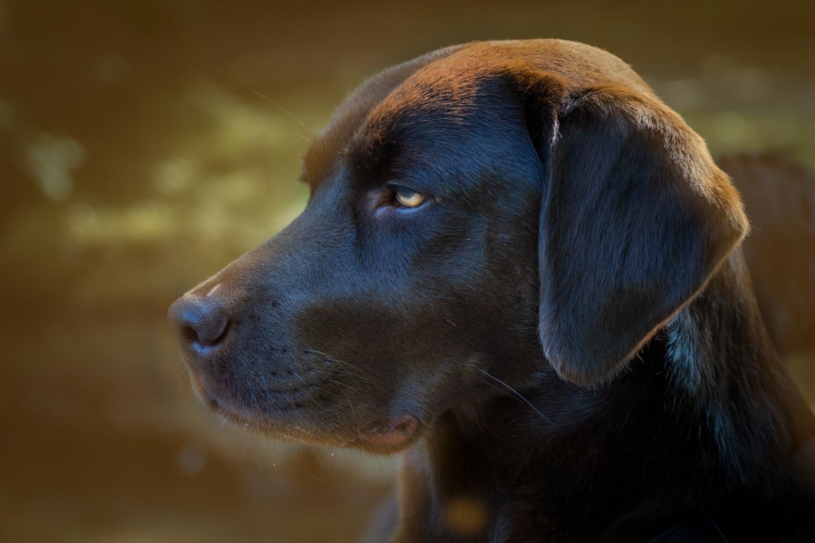 Nikon D500 sample photo. Dog, animal, pet photography