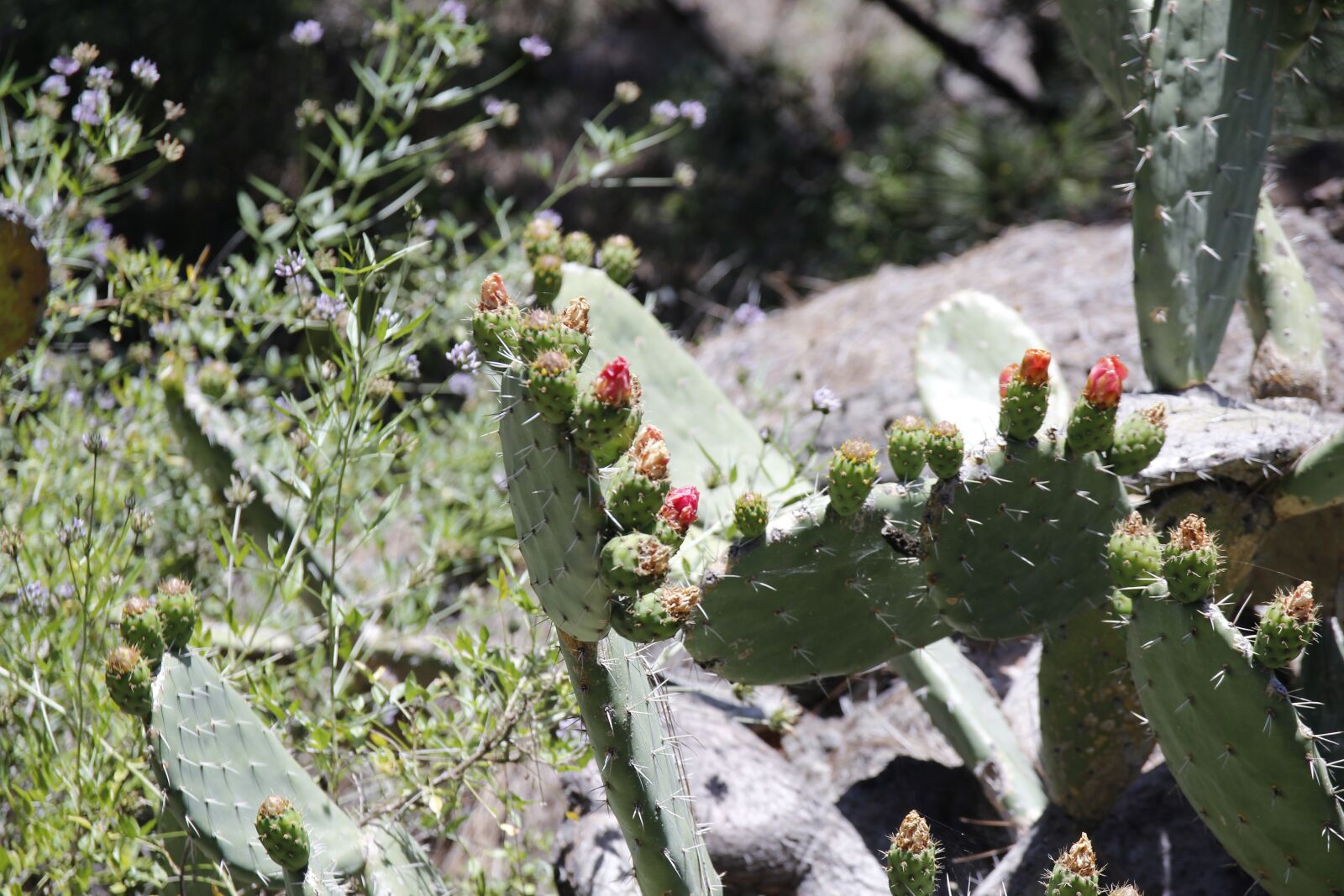 Canon EOS 600D (Rebel EOS T3i / EOS Kiss X5) sample photo. Cactus, out, mexico photography