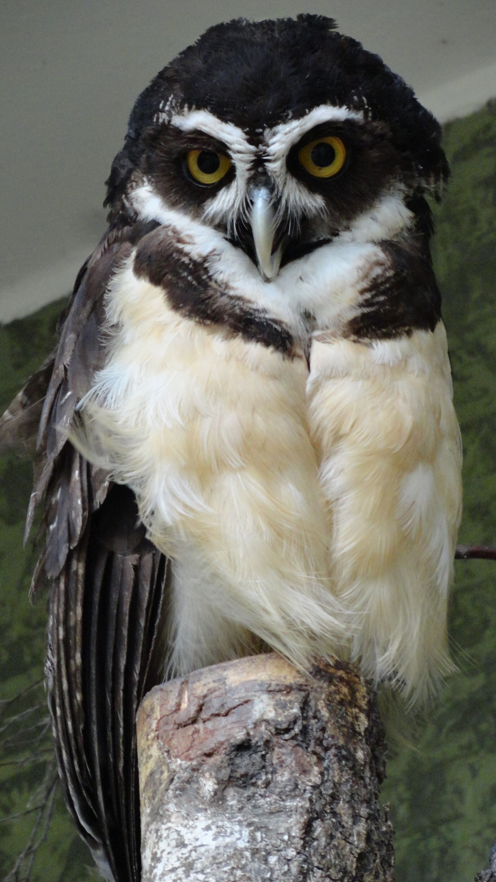 Sony Cyber-shot DSC-H70 sample photo. Spectacled owl, owl, nature photography