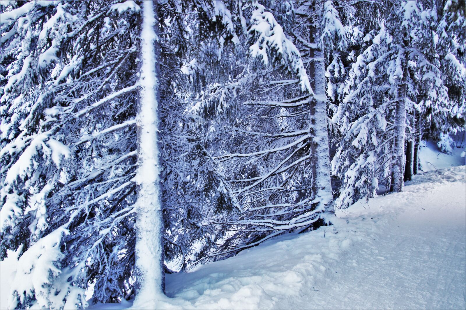 Canon EOS 80D sample photo. Icy, winter, forest photography