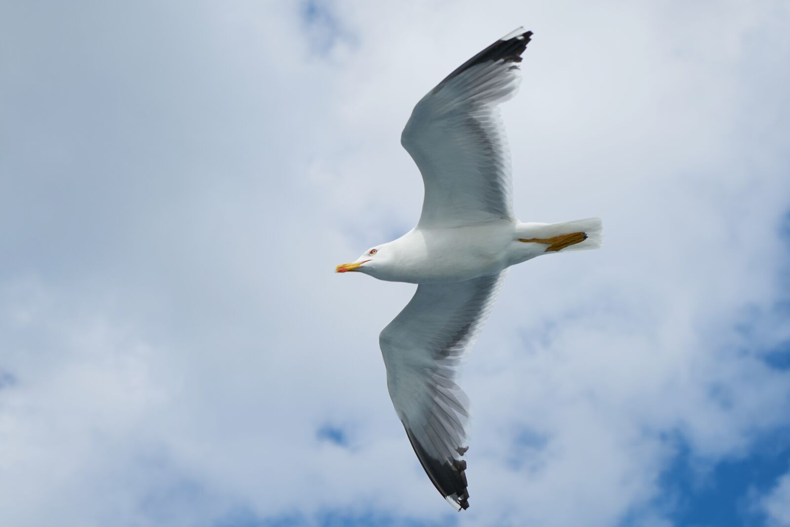 Sony a7R II + Sony Vario Tessar T* FE 24-70mm F4 ZA OSS sample photo. Seagull, bird, wing photography