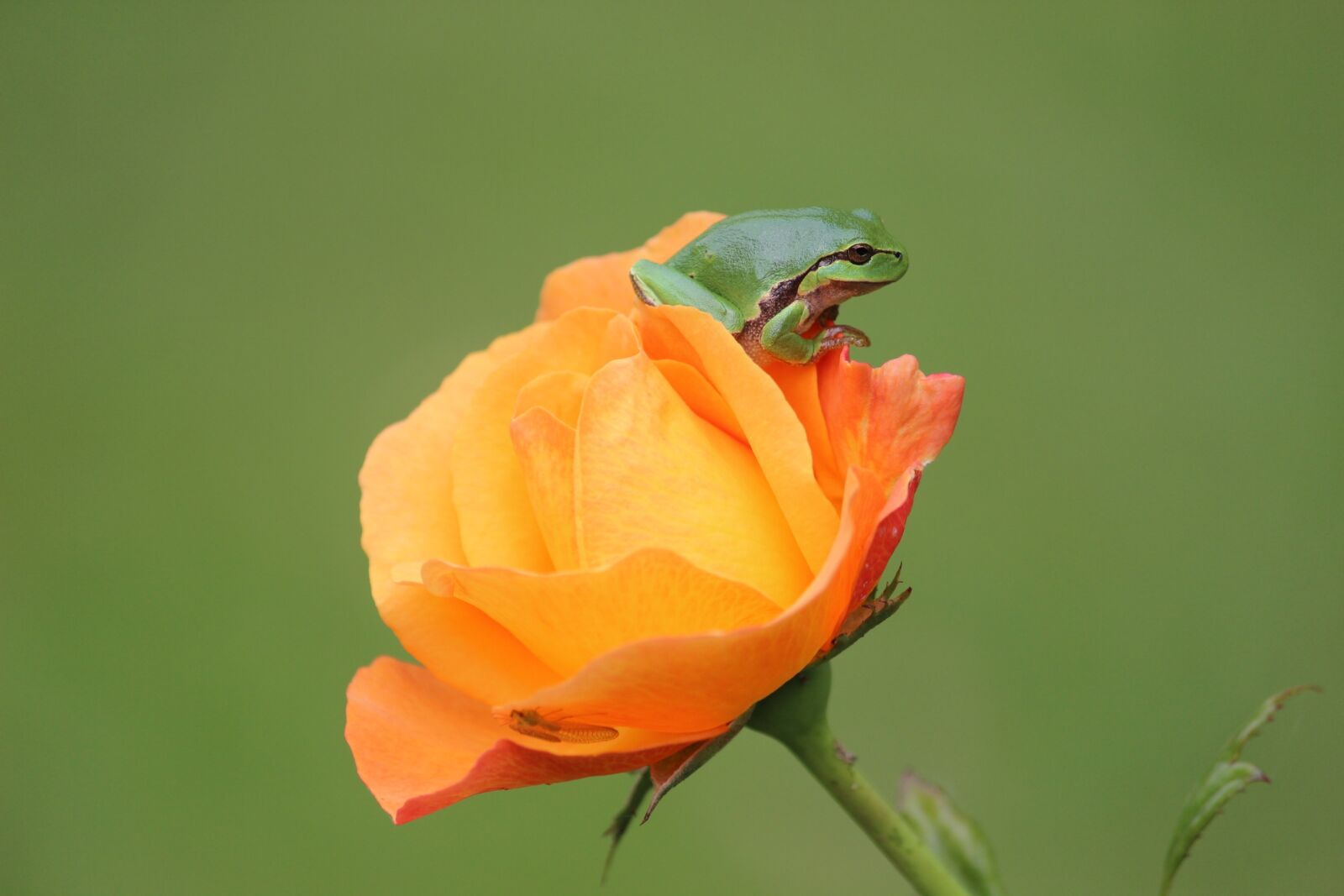 Canon EOS 600D (Rebel EOS T3i / EOS Kiss X5) sample photo. Tree frog, rose, rarely photography