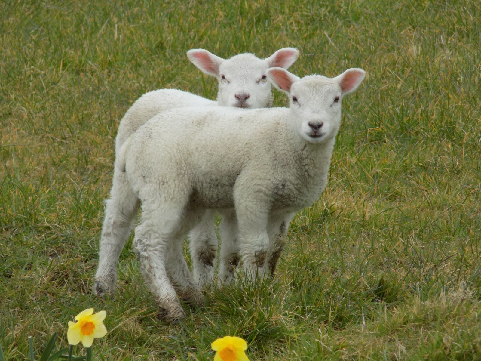 Nikon COOLPIX L330 sample photo. Lambs, spring, easter photography