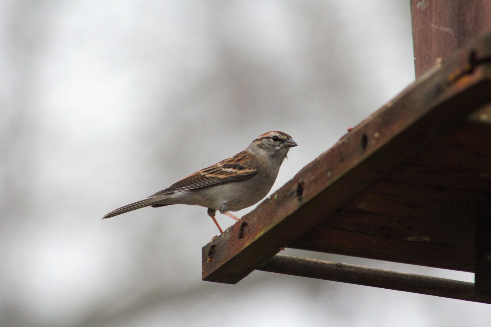 Canon EOS 550D (EOS Rebel T2i / EOS Kiss X4) sample photo. Bird, outdoors, nature photography