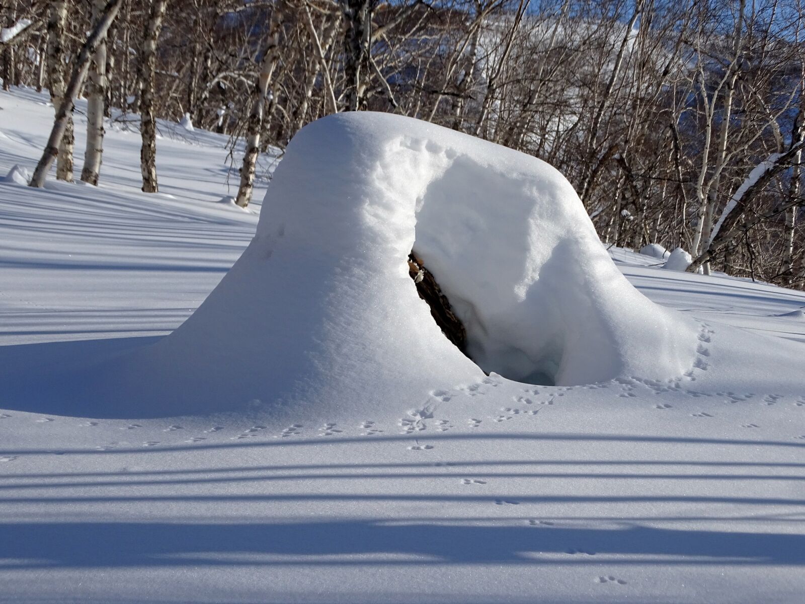 Sony DSC-HX400 sample photo. Forest, snowdrift, snow cap photography