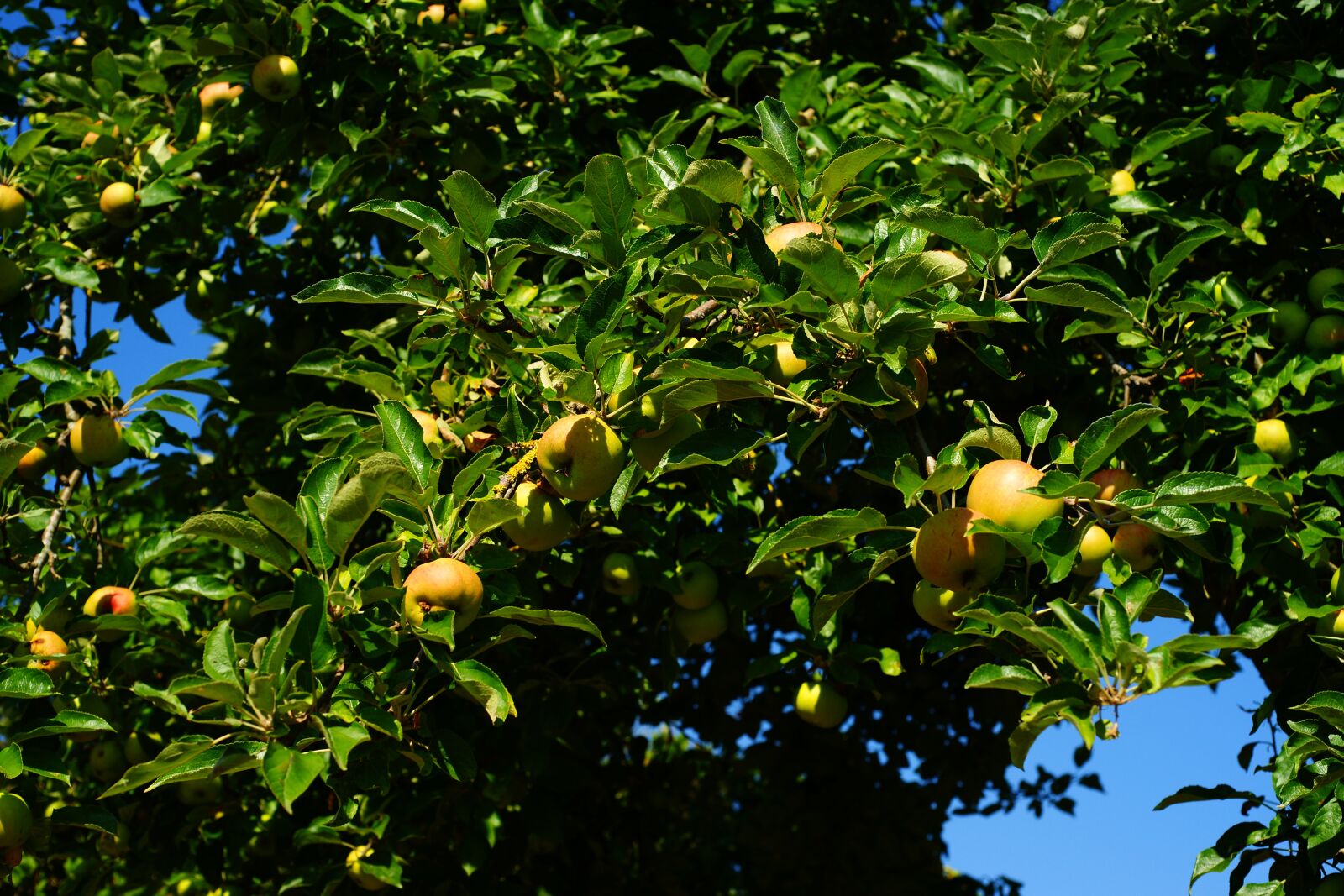 Sony Alpha DSLR-A900 sample photo. Apple tree, summer, notreif photography