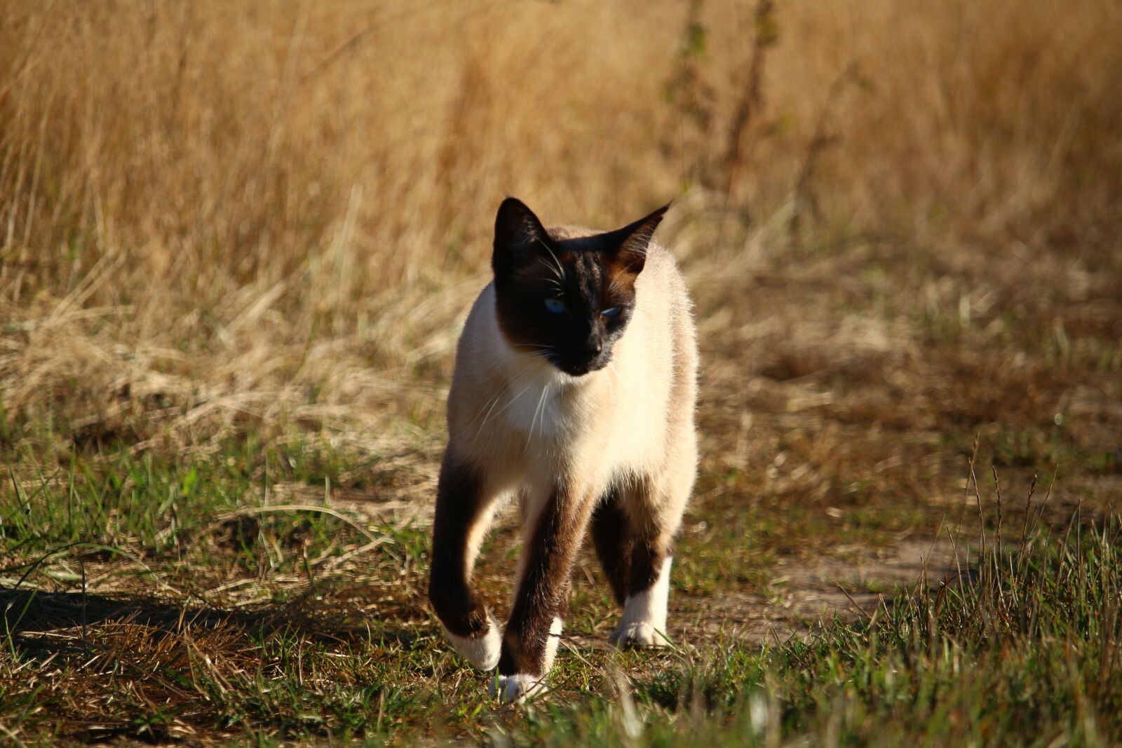 Canon EOS 100D (EOS Rebel SL1 / EOS Kiss X7) sample photo. Cat, mieze, siam photography