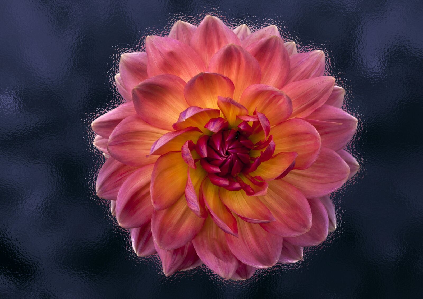 Canon PowerShot G10 sample photo. Flower, nature, color photography