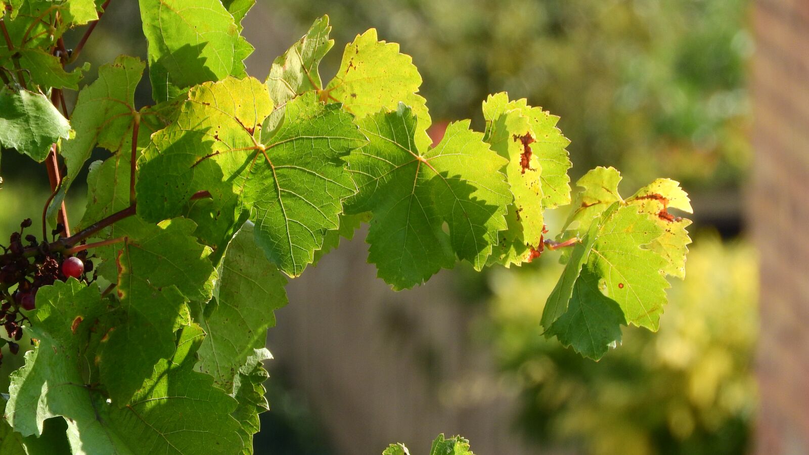 Nikon Coolpix P610 sample photo. Grapevine, twig vine, the photography