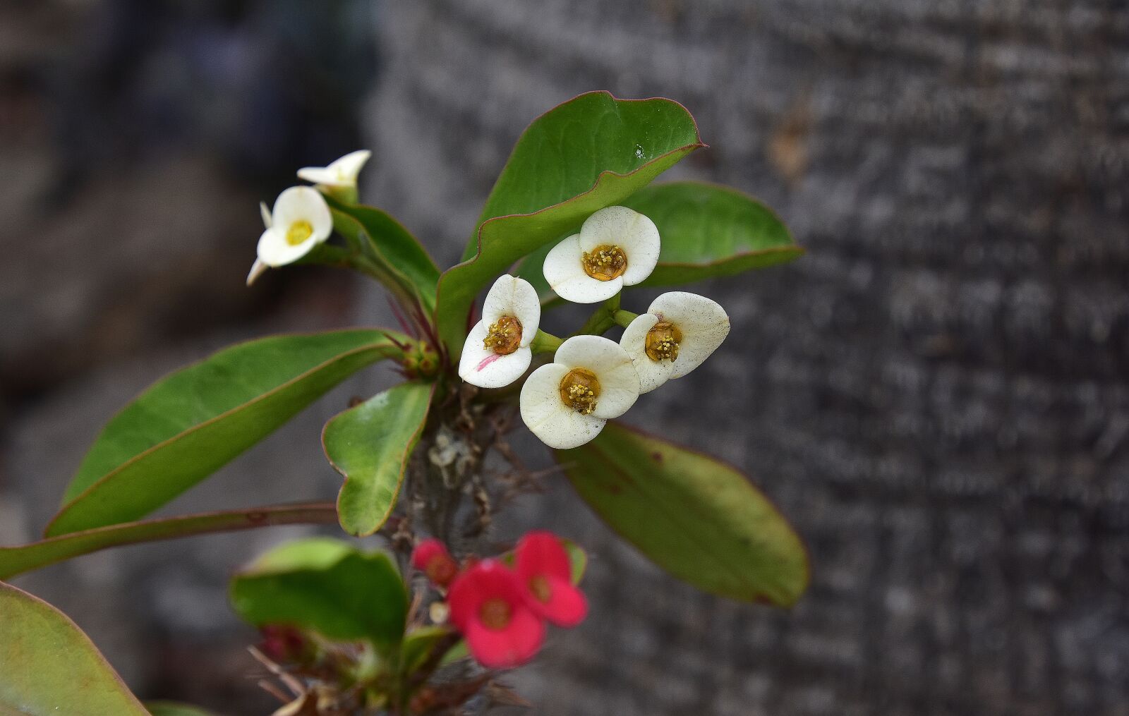 Nikon D7200 sample photo. Flower, garden, plant photography