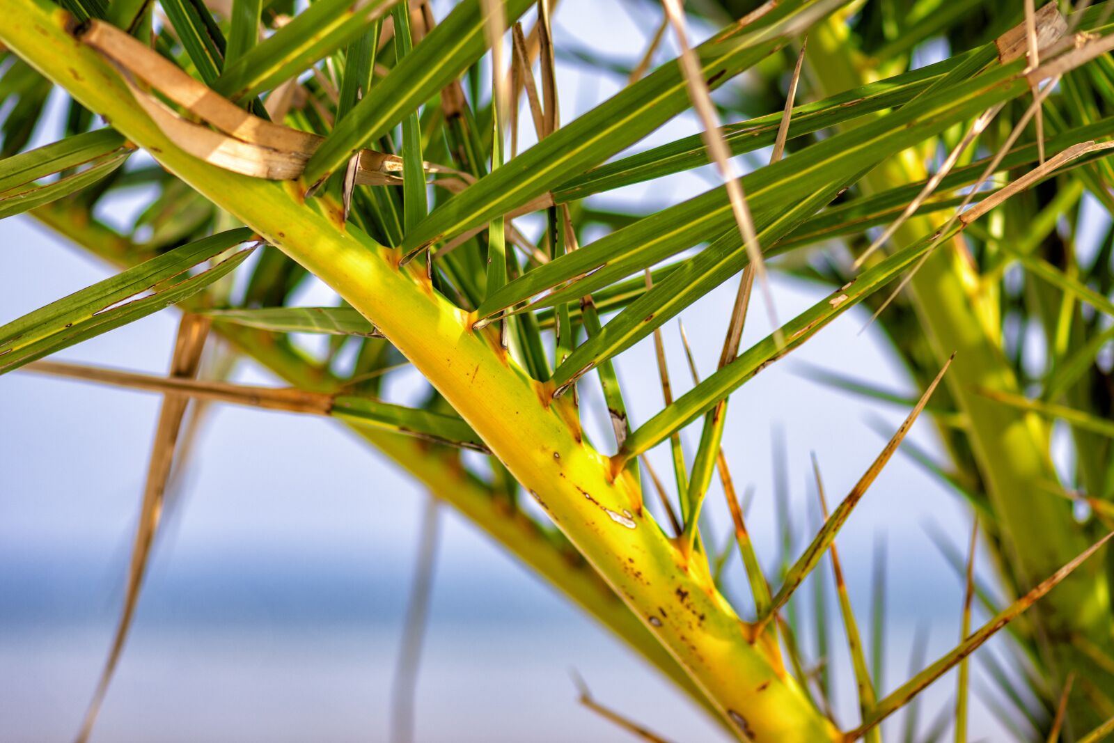 Nikon D7200 sample photo. Palm trees, beach, north photography