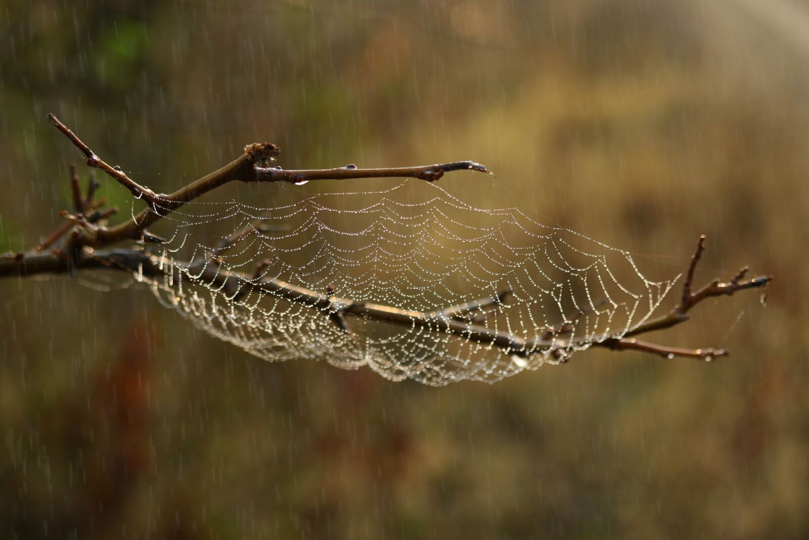 Canon EF-S 60mm F2.8 Macro USM sample photo. Spider web, rain, drops photography