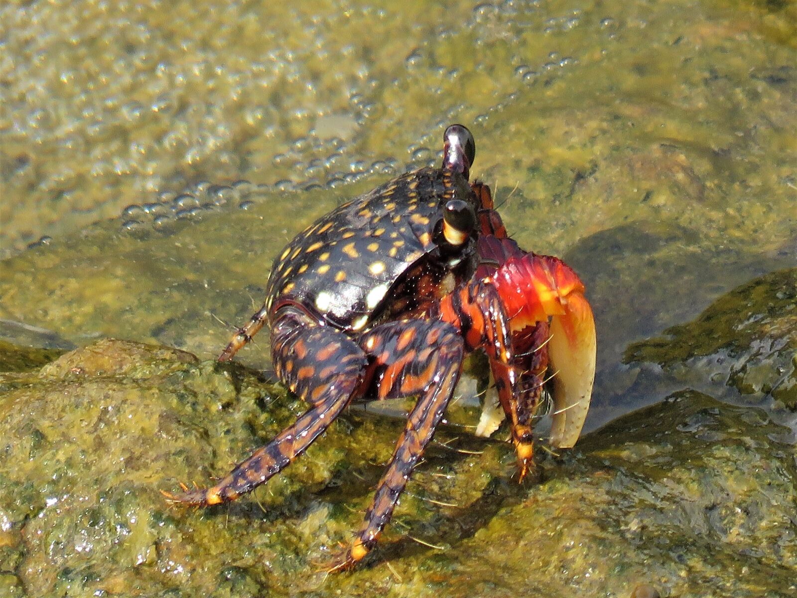 Canon PowerShot SX60 HS sample photo. Crab, crustaceans, red photography
