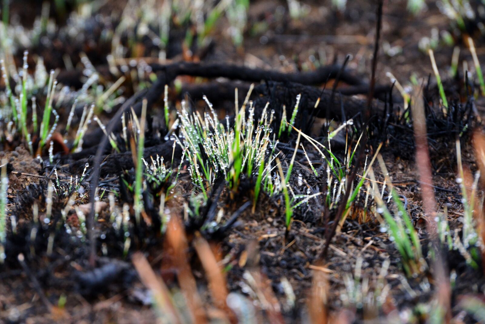 Nikon D5200 sample photo. New, grass, shoots photography