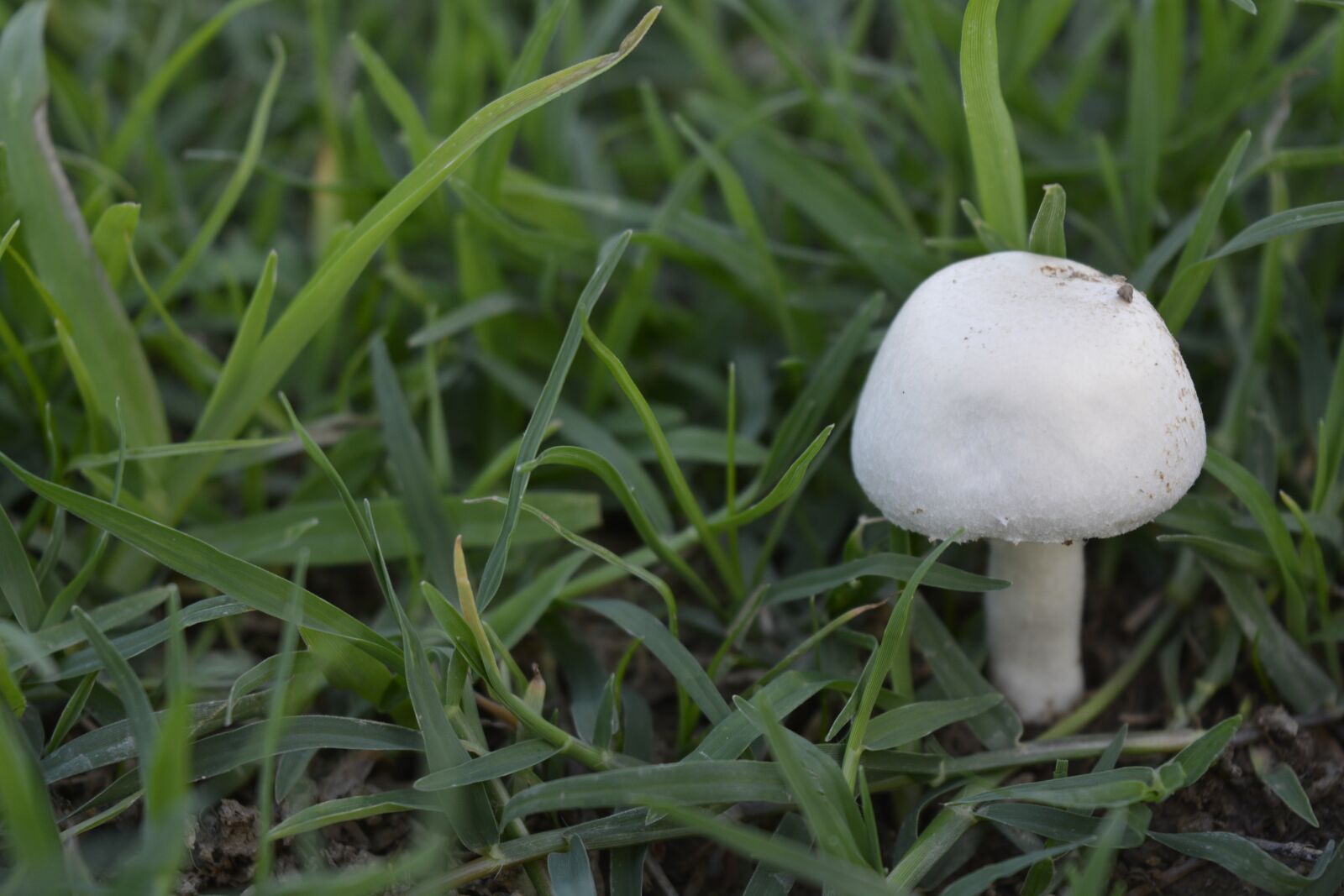 Nikon D5200 sample photo. Mushroom, white, toadstool photography