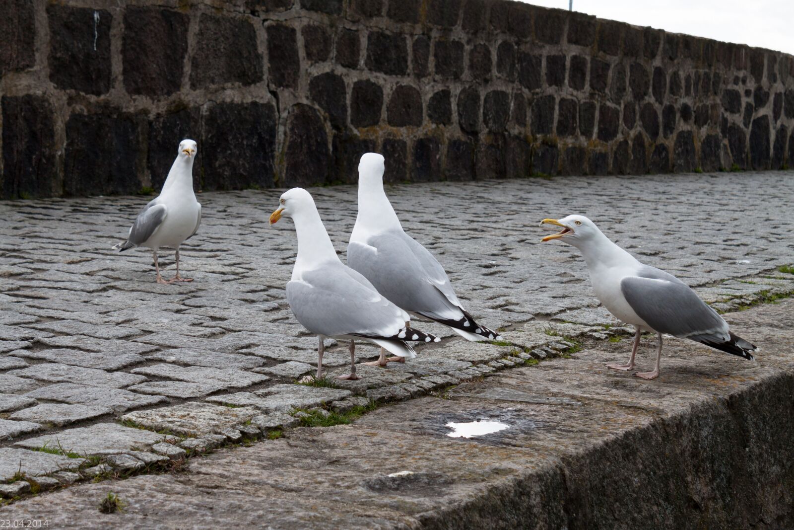 Canon EOS 500D (EOS Rebel T1i / EOS Kiss X3) sample photo. Gulls, seagulls, port photography