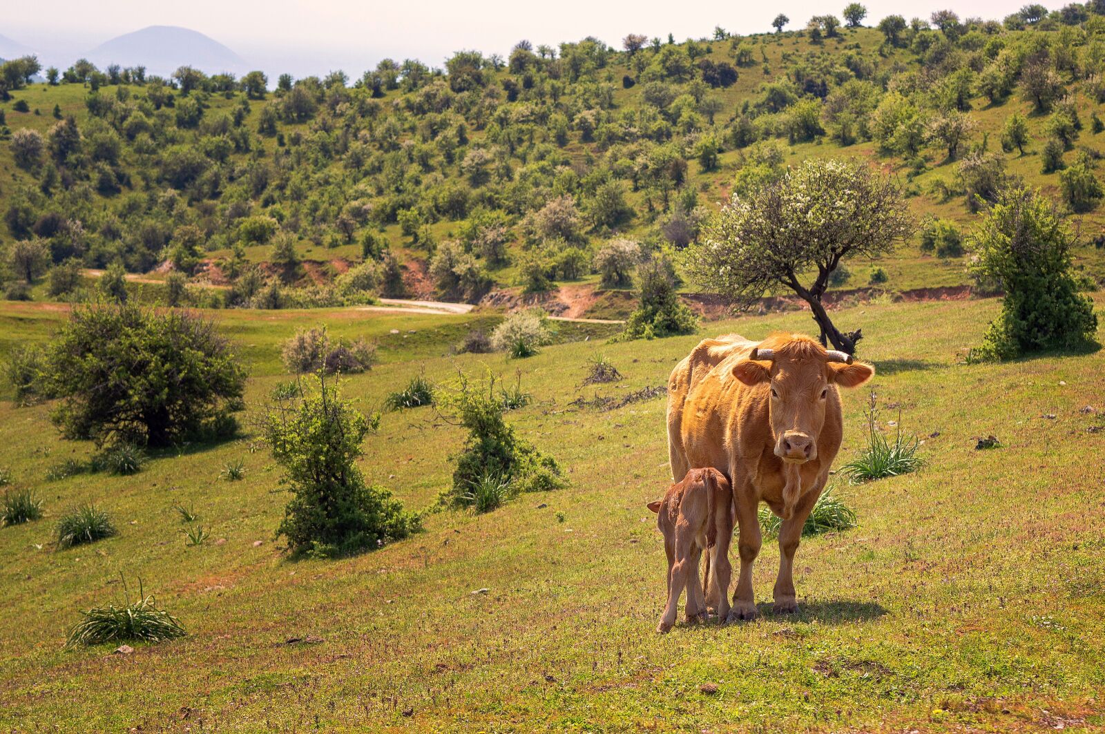 Nikon D3200 sample photo. Cow, nature, farm photography