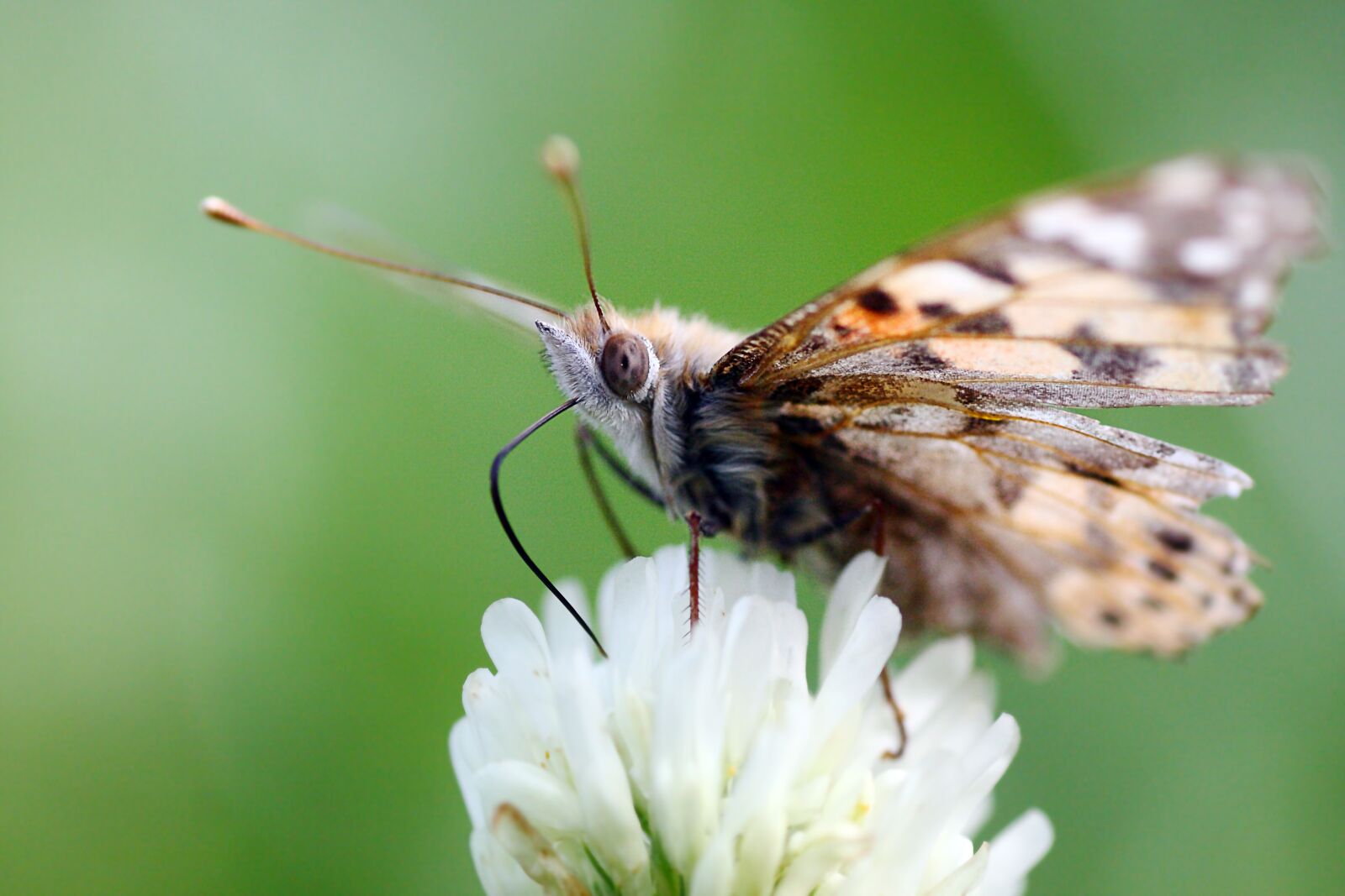 Canon EOS 40D sample photo. Nature, insect, butterfly photography