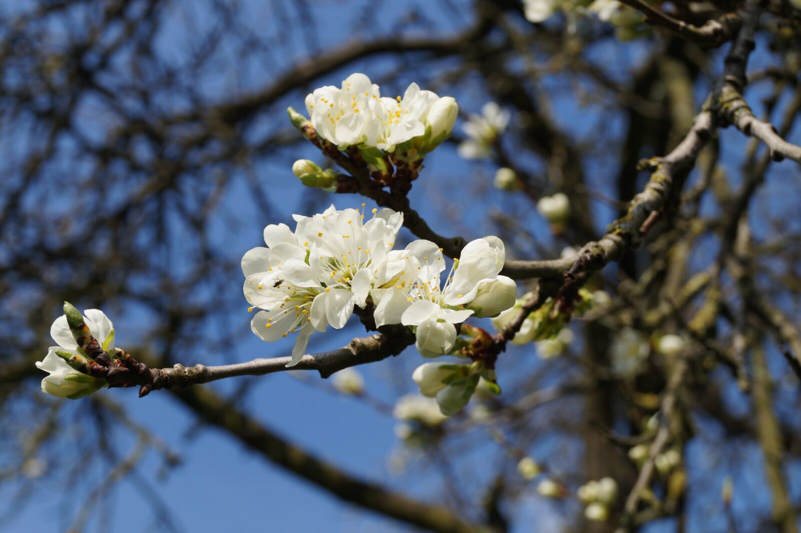Sony DT 18-55mm F3.5-5.6 SAM II sample photo. Garden, nature, tree photography