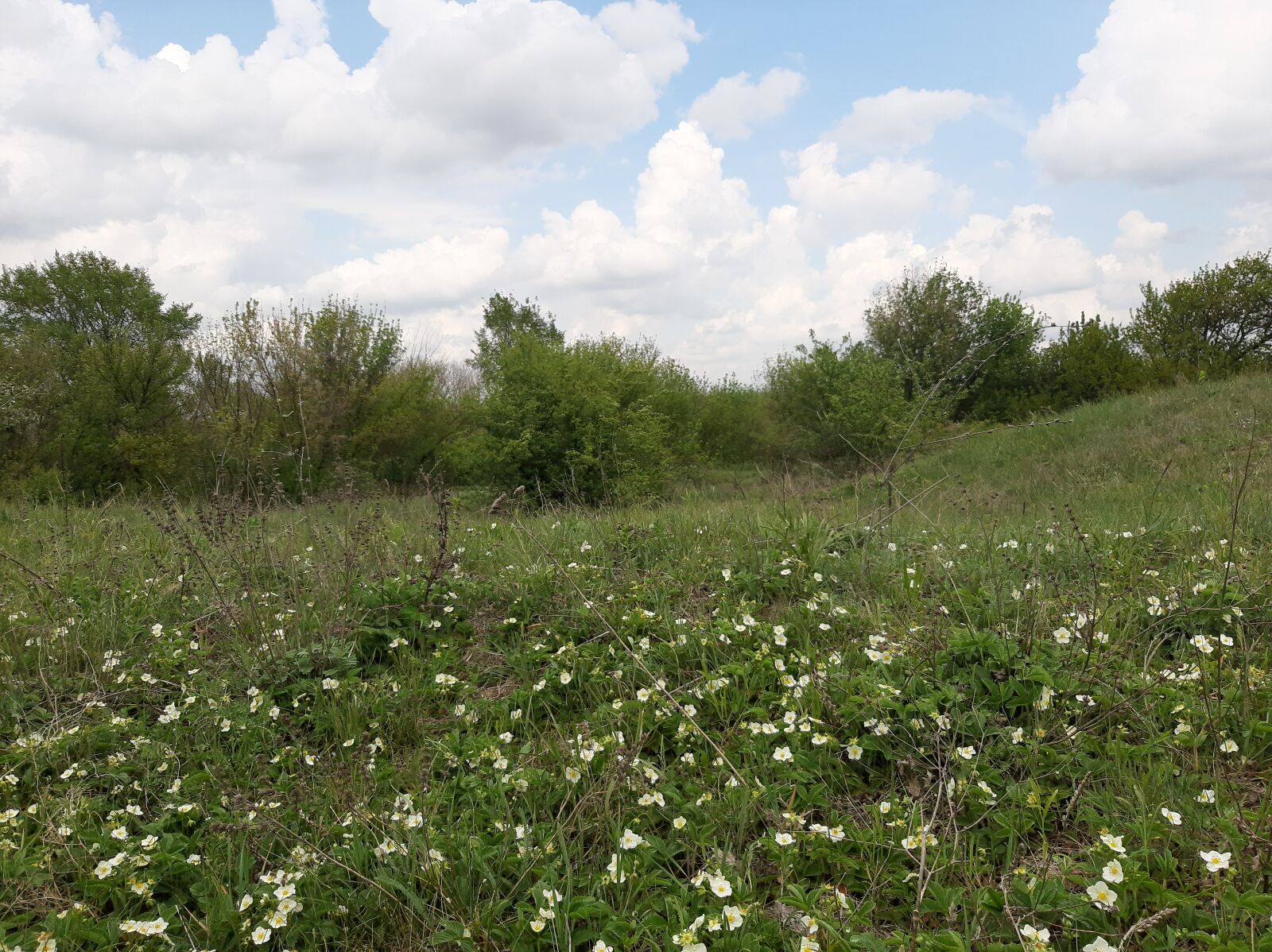 Samsung Galaxy A50 sample photo. Field, meadow, strawberry photography
