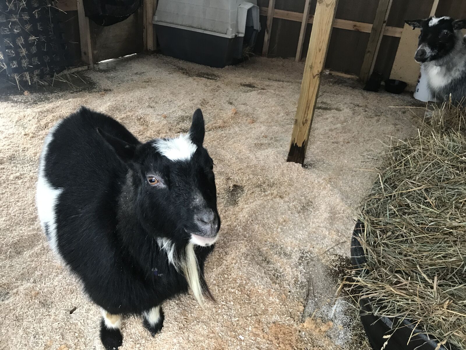 iPhone 7 back camera 3.99mm f/1.8 sample photo. Goat, nigerian, dwarf photography