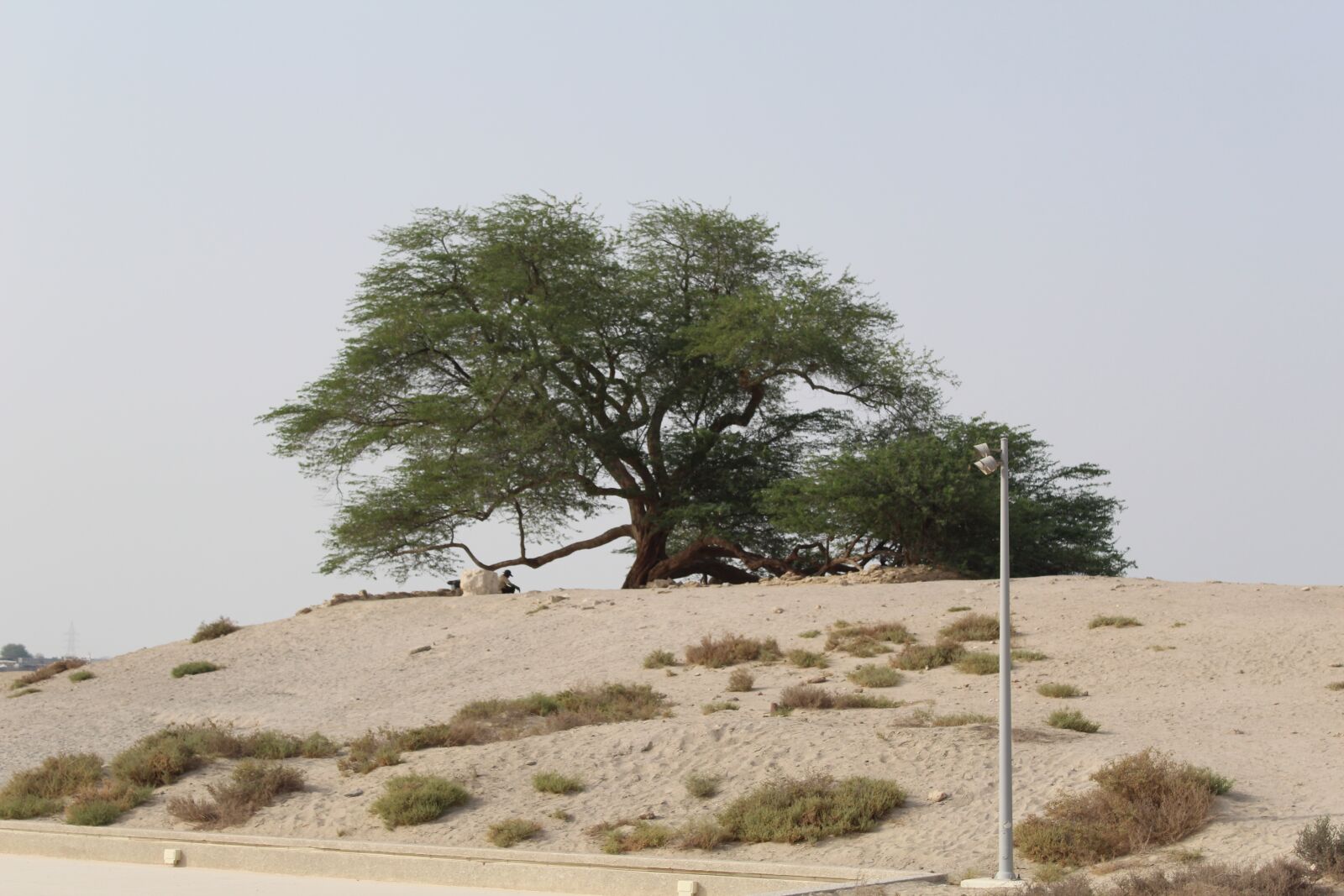 Canon EOS 1300D (EOS Rebel T6 / EOS Kiss X80) sample photo. Tree of life, bahrain photography