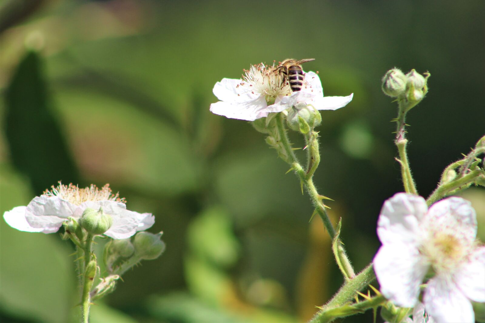 Canon EF75-300mm f/4-5.6 sample photo. Flower, hummel, blossom photography