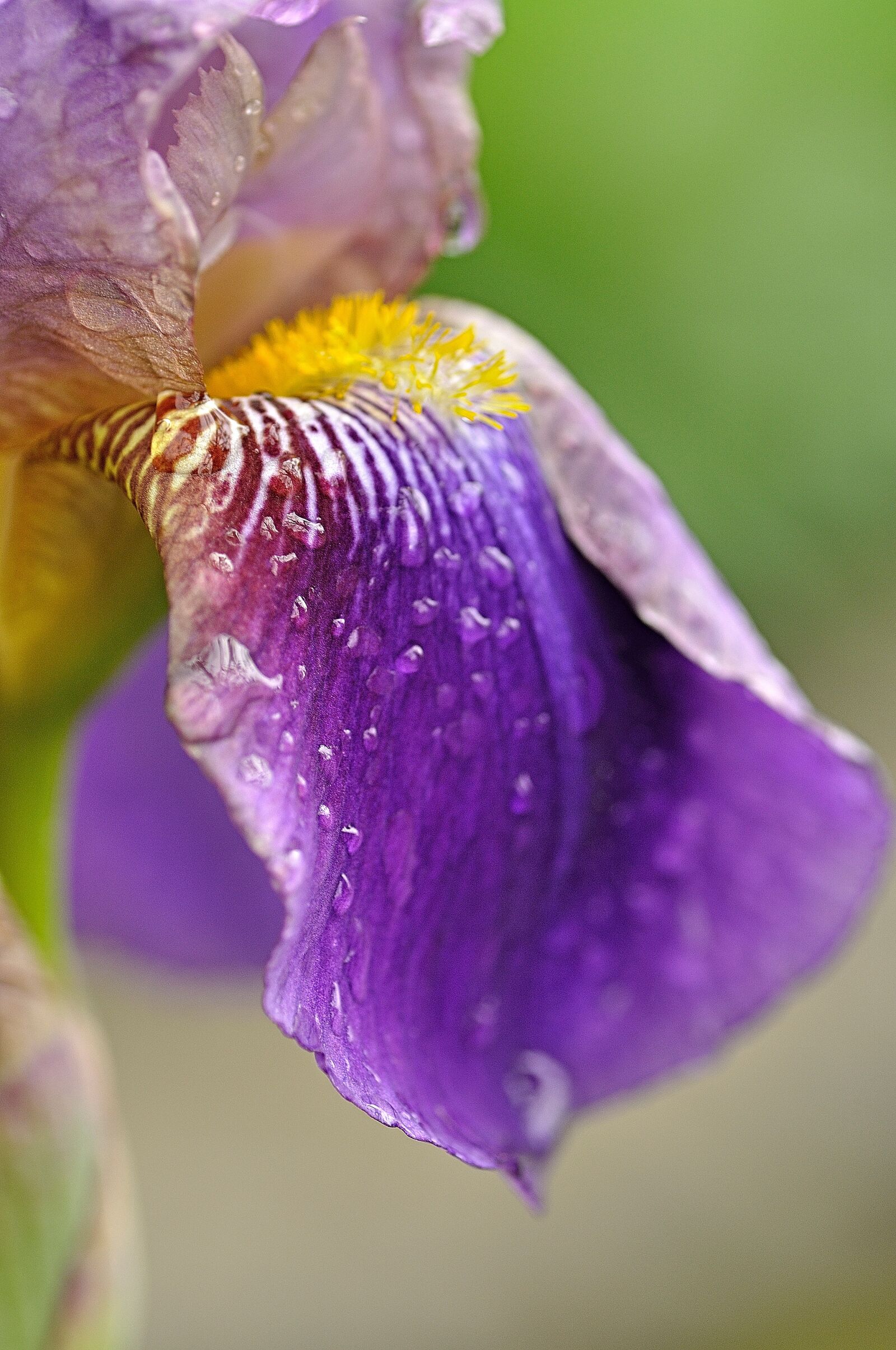 Nikon D90 sample photo. Iris, rain, blossom photography
