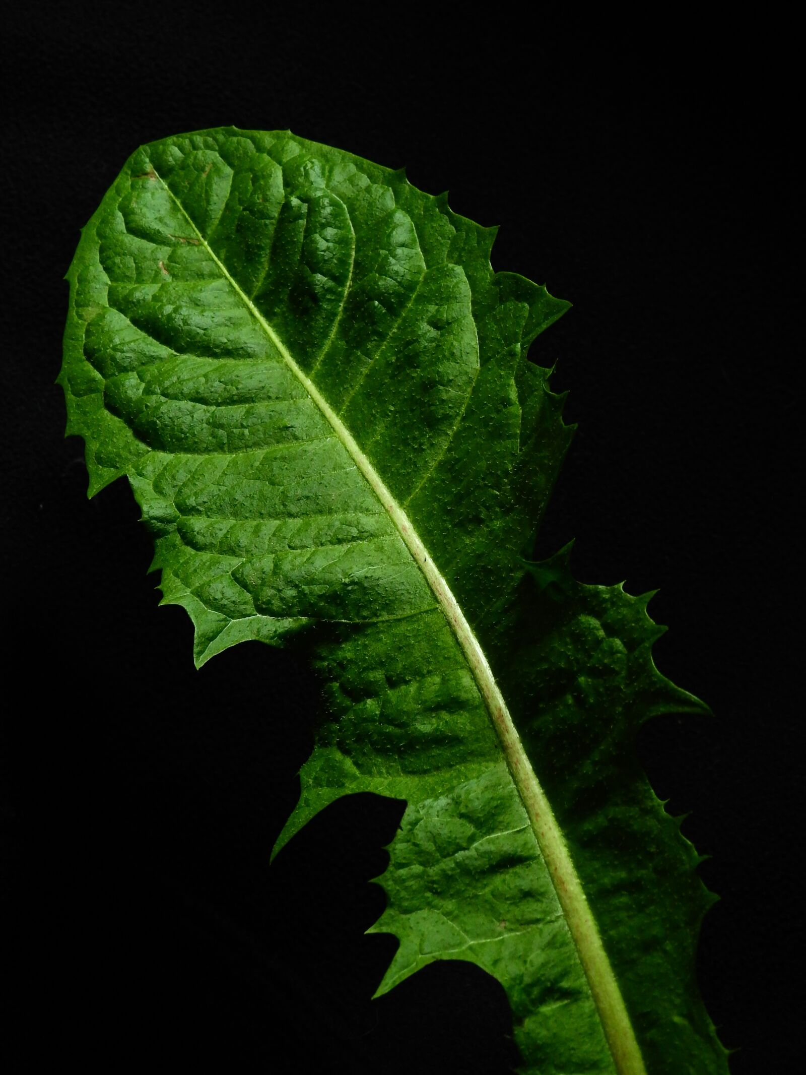 Nikon Coolpix P900 sample photo. Leaf, nature, plant photography