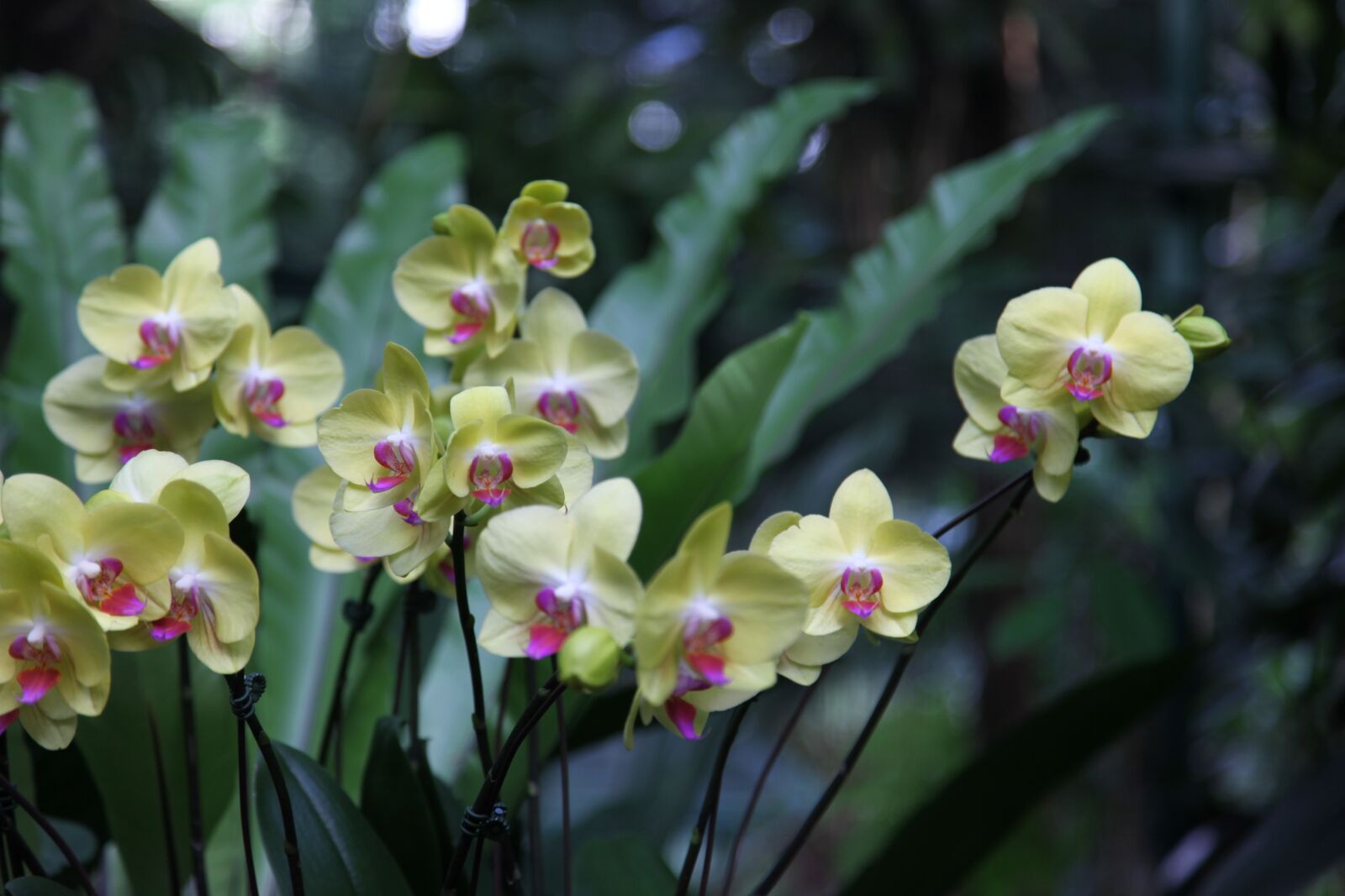 Canon EOS 5D Mark II sample photo. Orchid, flower, blossom photography