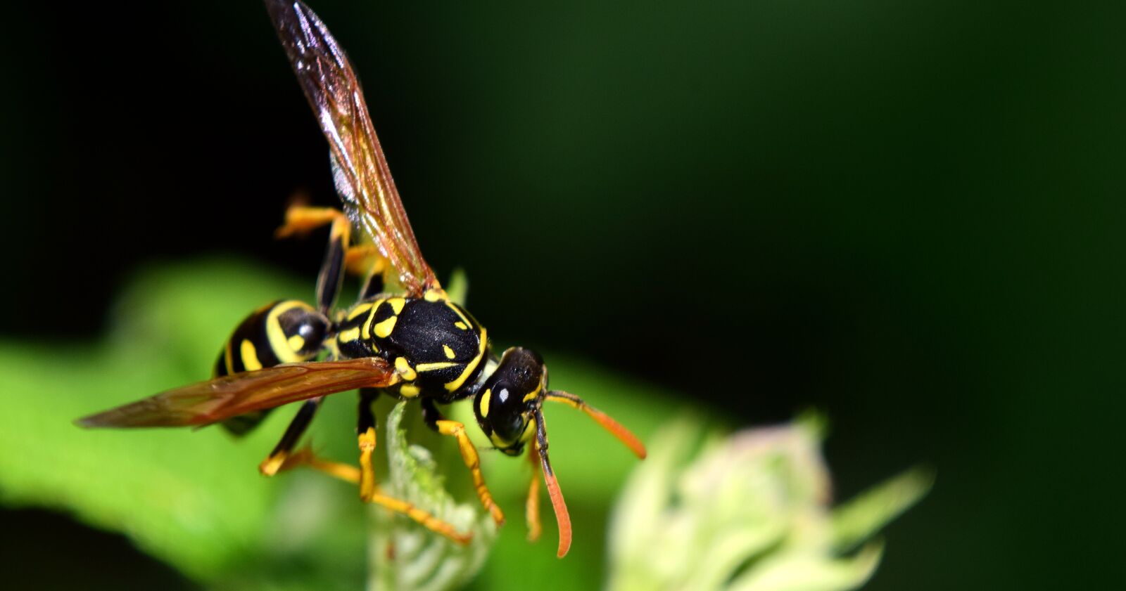 Nikon D3300 sample photo. Wasp, insect, close up photography